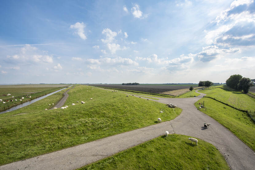 Dollarddijk