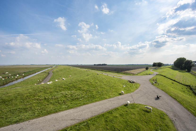 Schapen op de Dollarddijk