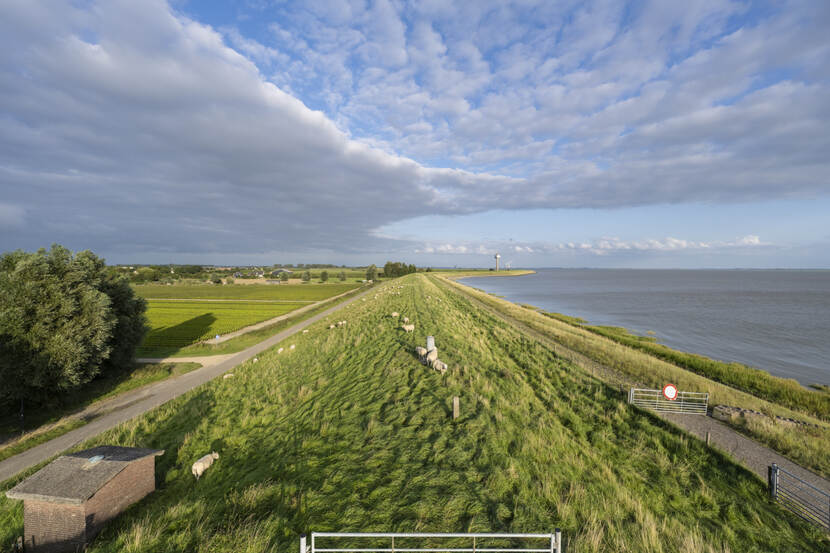 Schapen op de dijk bij Zuid-Beverland Oost